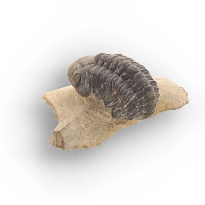 Get your Authentic Morocops Trilobite Fossil – Aferdou El Mrakib, Morocco online now or in store at Forever Gems in Franschhoek, South Africa