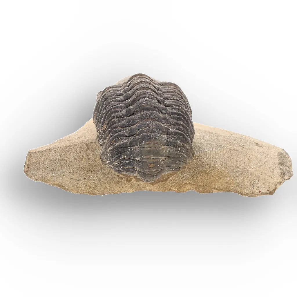 Get your Authentic Morocops Trilobite Fossil – Aferdou El Mrakib, Morocco online now or in store at Forever Gems in Franschhoek, South Africa