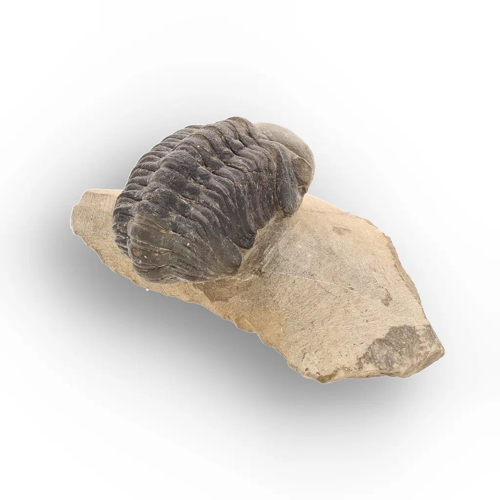 Get your Authentic Morocops Trilobite Fossil – Aferdou El Mrakib, Morocco online now or in store at Forever Gems in Franschhoek, South Africa