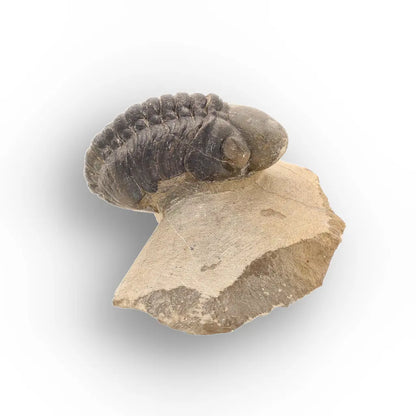 Get your Authentic Morocops Trilobite Fossil – Aferdou El Mrakib, Morocco online now or in store at Forever Gems in Franschhoek, South Africa