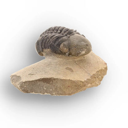 Get your Authentic Morocops Trilobite Fossil – Aferdou El Mrakib, Morocco online now or in store at Forever Gems in Franschhoek, South Africa