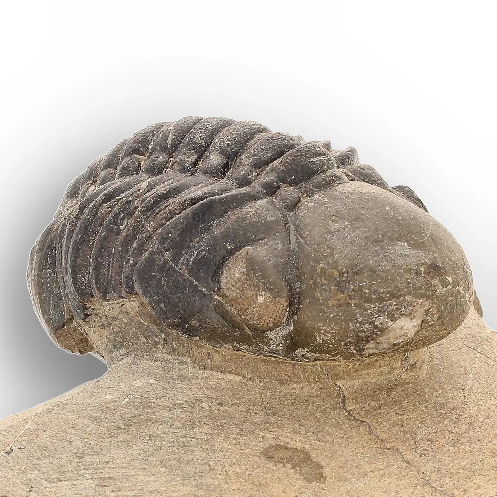 Get your Authentic Morocops Trilobite Fossil – Aferdou El Mrakib, Morocco online now or in store at Forever Gems in Franschhoek, South Africa