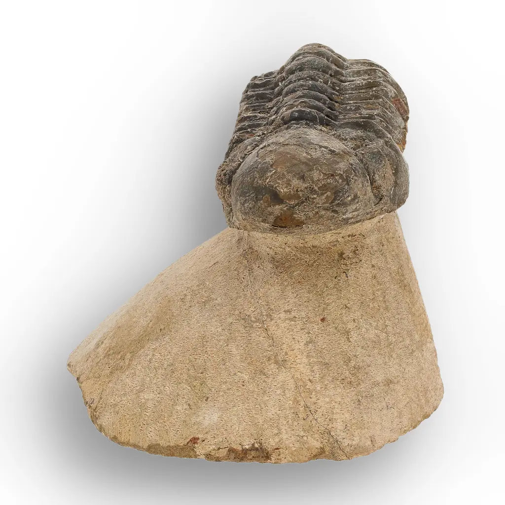 Get your Morocops Trilobite Fossil from Aferdou El Mrakib, Anti-Atlas Morocco online now or in store at Forever Gems in Franschhoek, South Africa