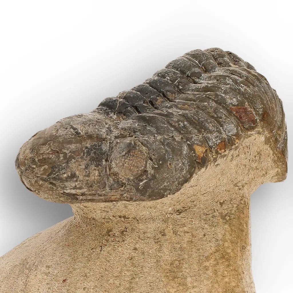 Get your Morocops Trilobite Fossil from Aferdou El Mrakib, Anti-Atlas Morocco online now or in store at Forever Gems in Franschhoek, South Africa