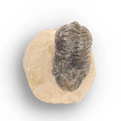 Get your Morocops Trilobite Fossil from Aferdou El Mrakib, Anti-Atlas Morocco online now or in store at Forever Gems in Franschhoek, South Africa