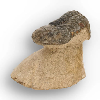 Get your Morocops Trilobite Fossil from Aferdou El Mrakib, Anti-Atlas Morocco online now or in store at Forever Gems in Franschhoek, South Africa