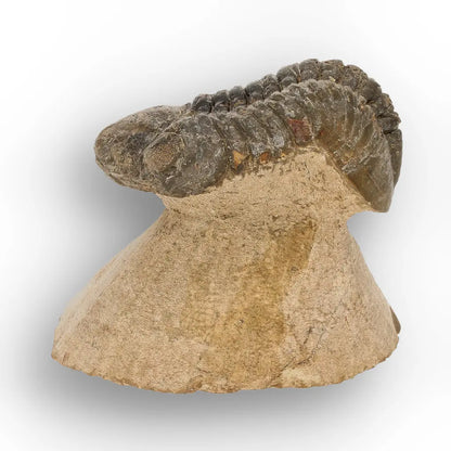 Get your Morocops Trilobite Fossil from Aferdou El Mrakib, Anti-Atlas Morocco online now or in store at Forever Gems in Franschhoek, South Africa