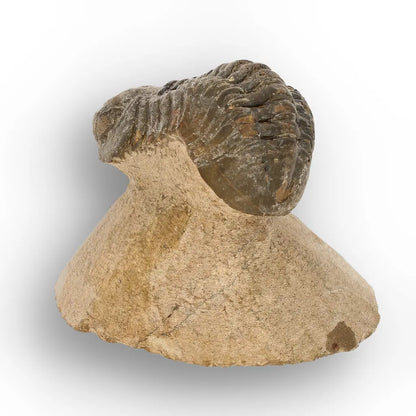 Get your Morocops Trilobite Fossil from Aferdou El Mrakib, Anti-Atlas Morocco online now or in store at Forever Gems in Franschhoek, South Africa
