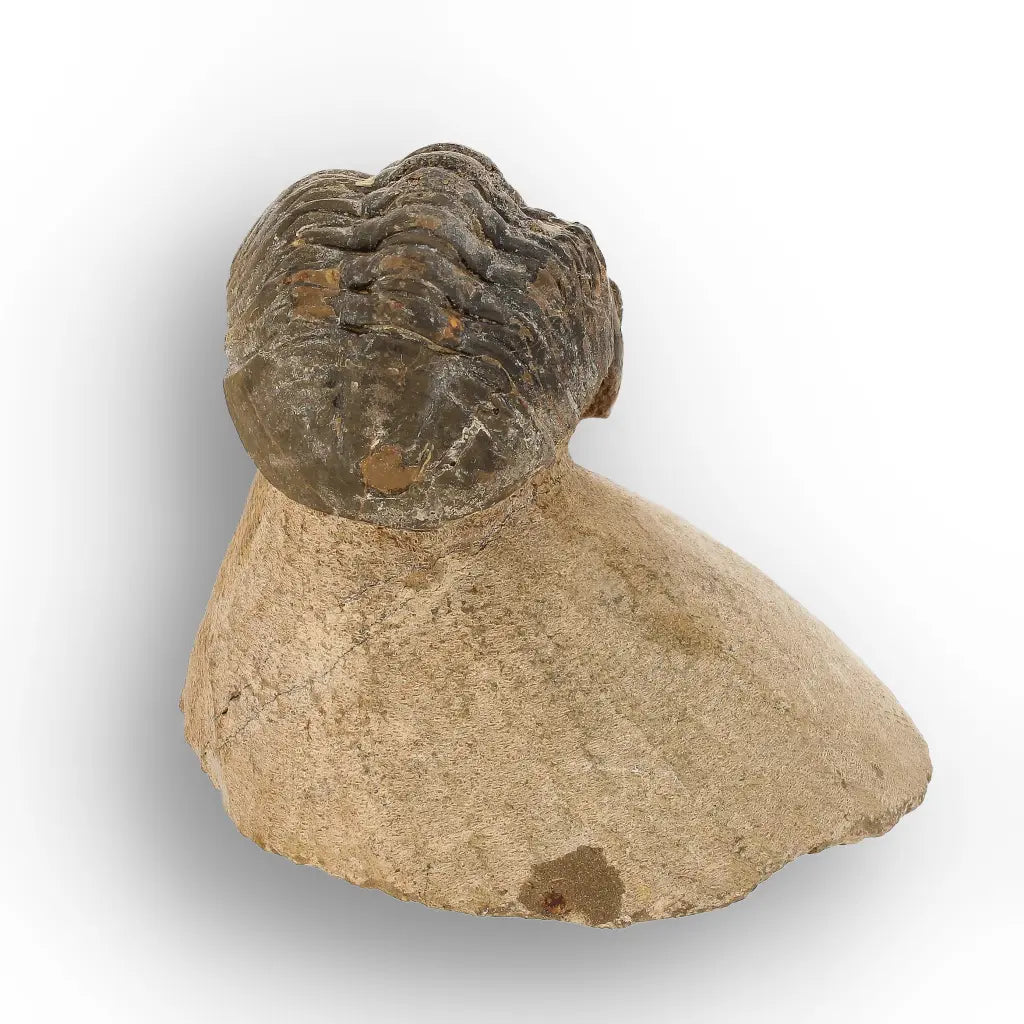Get your Morocops Trilobite Fossil from Aferdou El Mrakib, Anti-Atlas Morocco online now or in store at Forever Gems in Franschhoek, South Africa