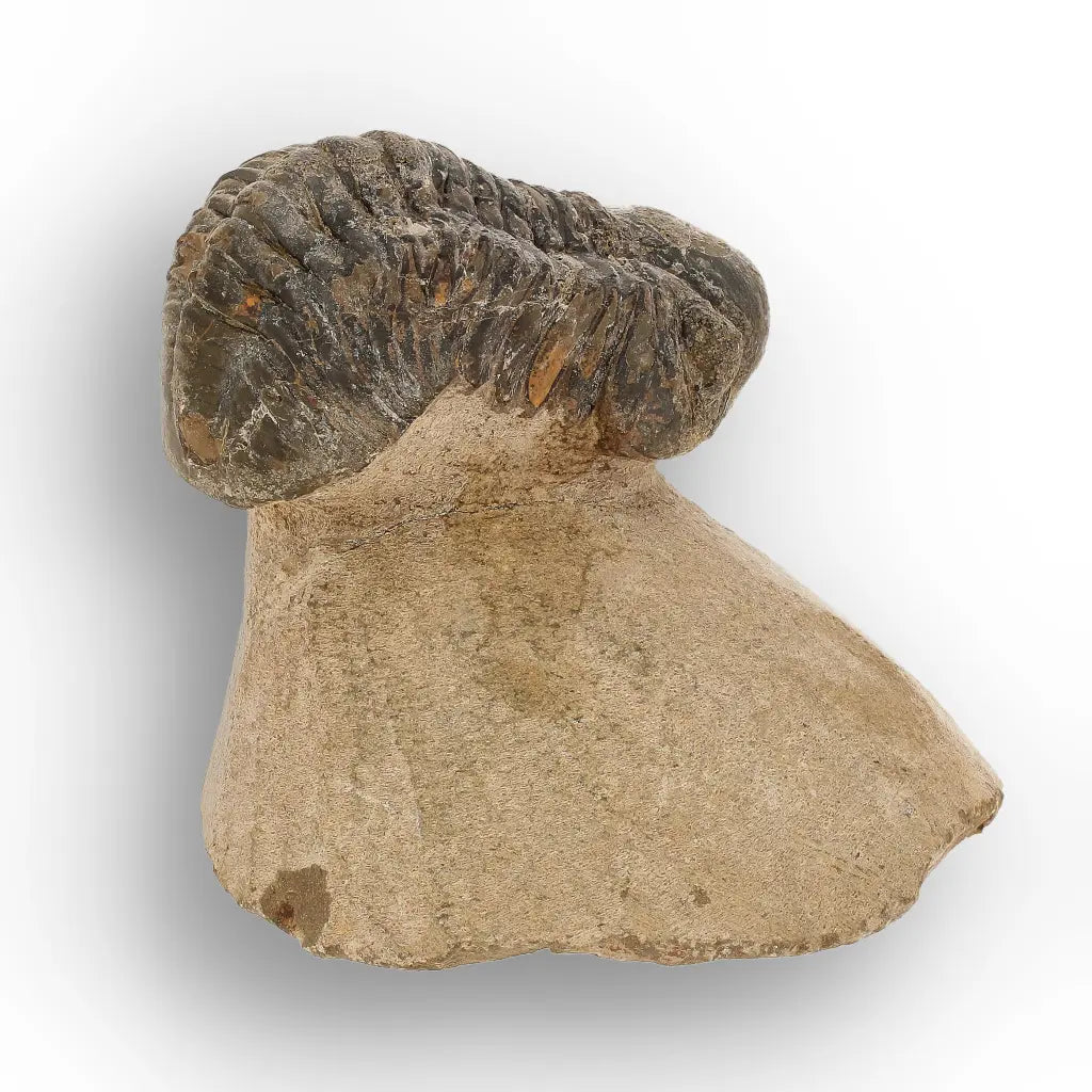 Get your Morocops Trilobite Fossil from Aferdou El Mrakib, Anti-Atlas Morocco online now or in store at Forever Gems in Franschhoek, South Africa
