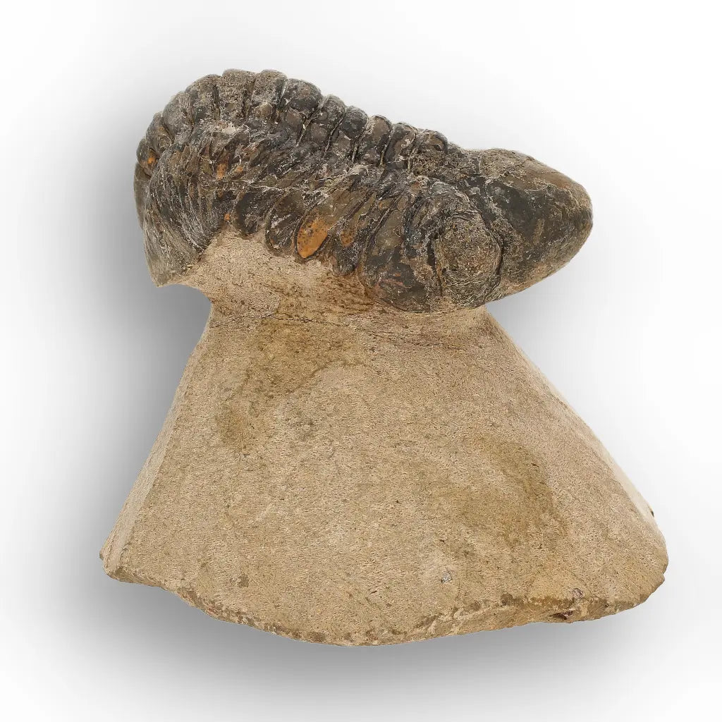 Get your Morocops Trilobite Fossil from Aferdou El Mrakib, Anti-Atlas Morocco online now or in store at Forever Gems in Franschhoek, South Africa