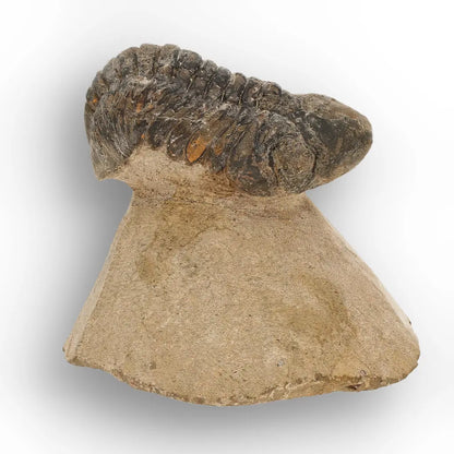 Get your Morocops Trilobite Fossil from Aferdou El Mrakib, Anti-Atlas Morocco online now or in store at Forever Gems in Franschhoek, South Africa