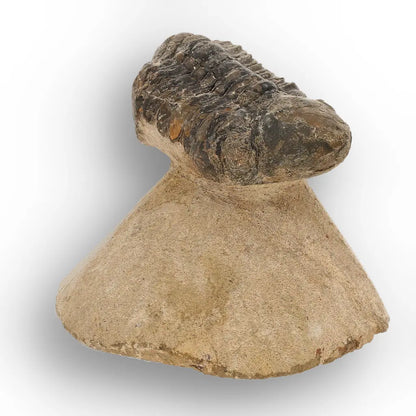 Get your Morocops Trilobite Fossil from Aferdou El Mrakib, Anti-Atlas Morocco online now or in store at Forever Gems in Franschhoek, South Africa