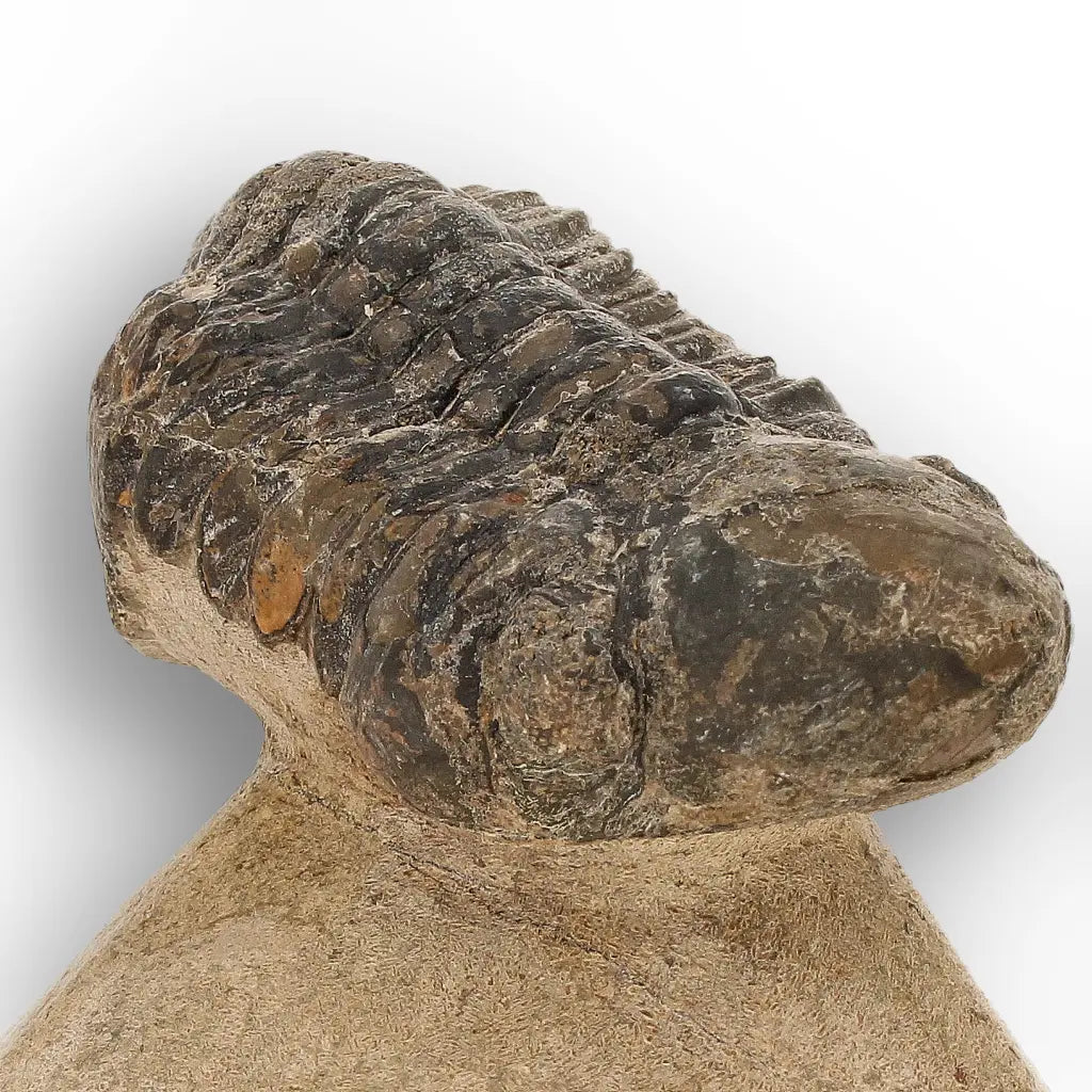 Get your Morocops Trilobite Fossil from Aferdou El Mrakib, Anti-Atlas Morocco online now or in store at Forever Gems in Franschhoek, South Africa