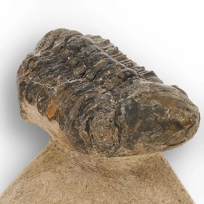 Get your Morocops Trilobite Fossil from Aferdou El Mrakib, Anti-Atlas Morocco online now or in store at Forever Gems in Franschhoek, South Africa
