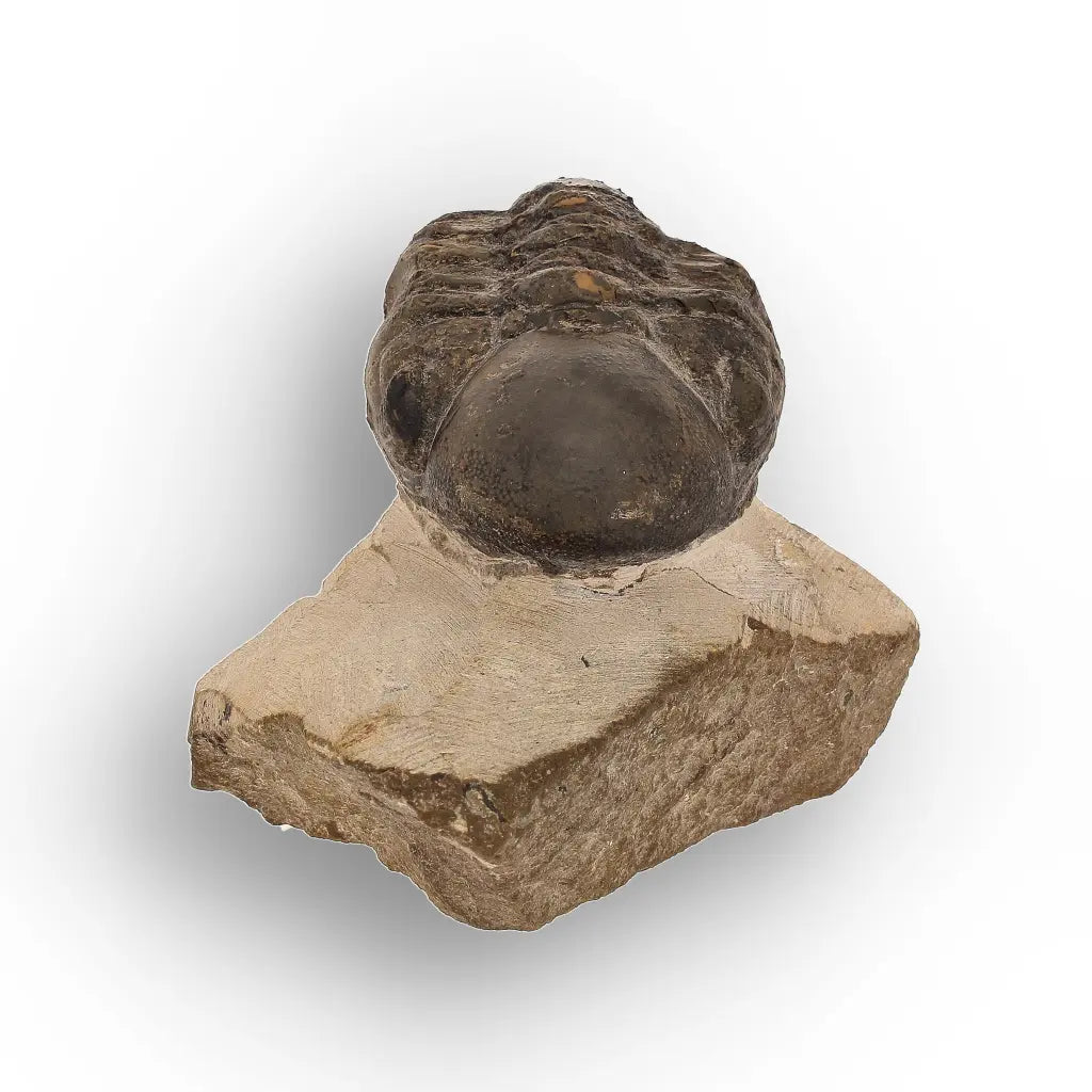 Get your Genuine Morocops Trilobite Fossil – Eastern Anti-Atlas Mountains, Morocco online now or in store at Forever Gems in Franschhoek, South Africa