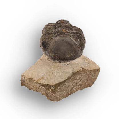 Get your Genuine Morocops Trilobite Fossil – Eastern Anti-Atlas Mountains, Morocco online now or in store at Forever Gems in Franschhoek, South Africa