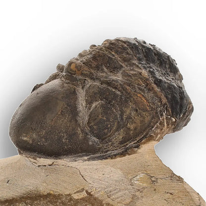 Get your Genuine Morocops Trilobite Fossil – Eastern Anti-Atlas Mountains, Morocco online now or in store at Forever Gems in Franschhoek, South Africa
