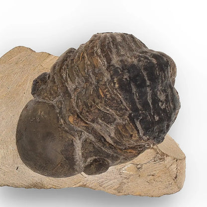 Get your Genuine Morocops Trilobite Fossil – Eastern Anti-Atlas Mountains, Morocco online now or in store at Forever Gems in Franschhoek, South Africa