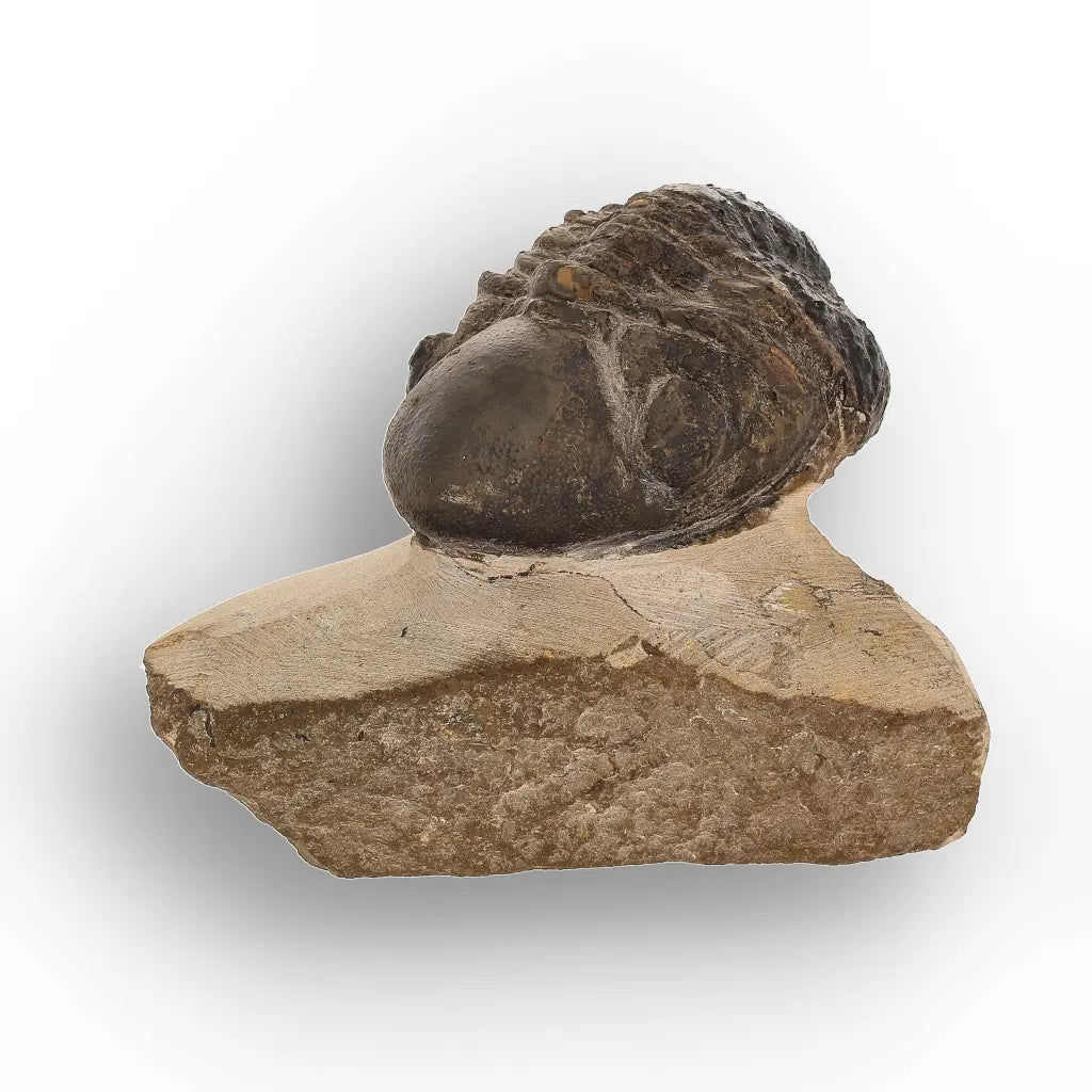 Get your Genuine Morocops Trilobite Fossil – Eastern Anti-Atlas Mountains, Morocco online now or in store at Forever Gems in Franschhoek, South Africa