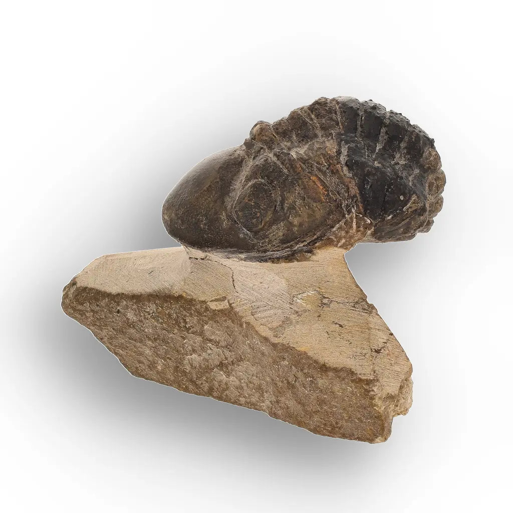 Get your Genuine Morocops Trilobite Fossil – Eastern Anti-Atlas Mountains, Morocco online now or in store at Forever Gems in Franschhoek, South Africa