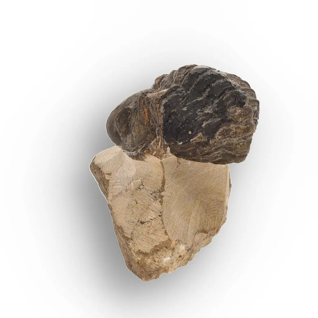 Get your Genuine Morocops Trilobite Fossil – Eastern Anti-Atlas Mountains, Morocco online now or in store at Forever Gems in Franschhoek, South Africa