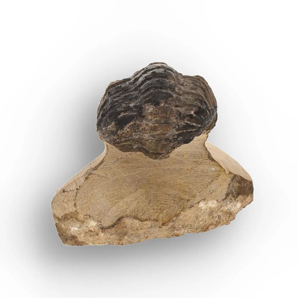 Get your Genuine Morocops Trilobite Fossil – Eastern Anti-Atlas Mountains, Morocco online now or in store at Forever Gems in Franschhoek, South Africa
