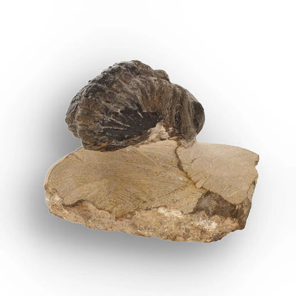 Get your Genuine Morocops Trilobite Fossil – Eastern Anti-Atlas Mountains, Morocco online now or in store at Forever Gems in Franschhoek, South Africa