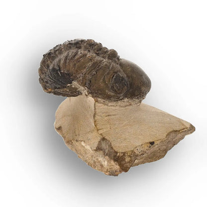 Get your Genuine Morocops Trilobite Fossil – Eastern Anti-Atlas Mountains, Morocco online now or in store at Forever Gems in Franschhoek, South Africa