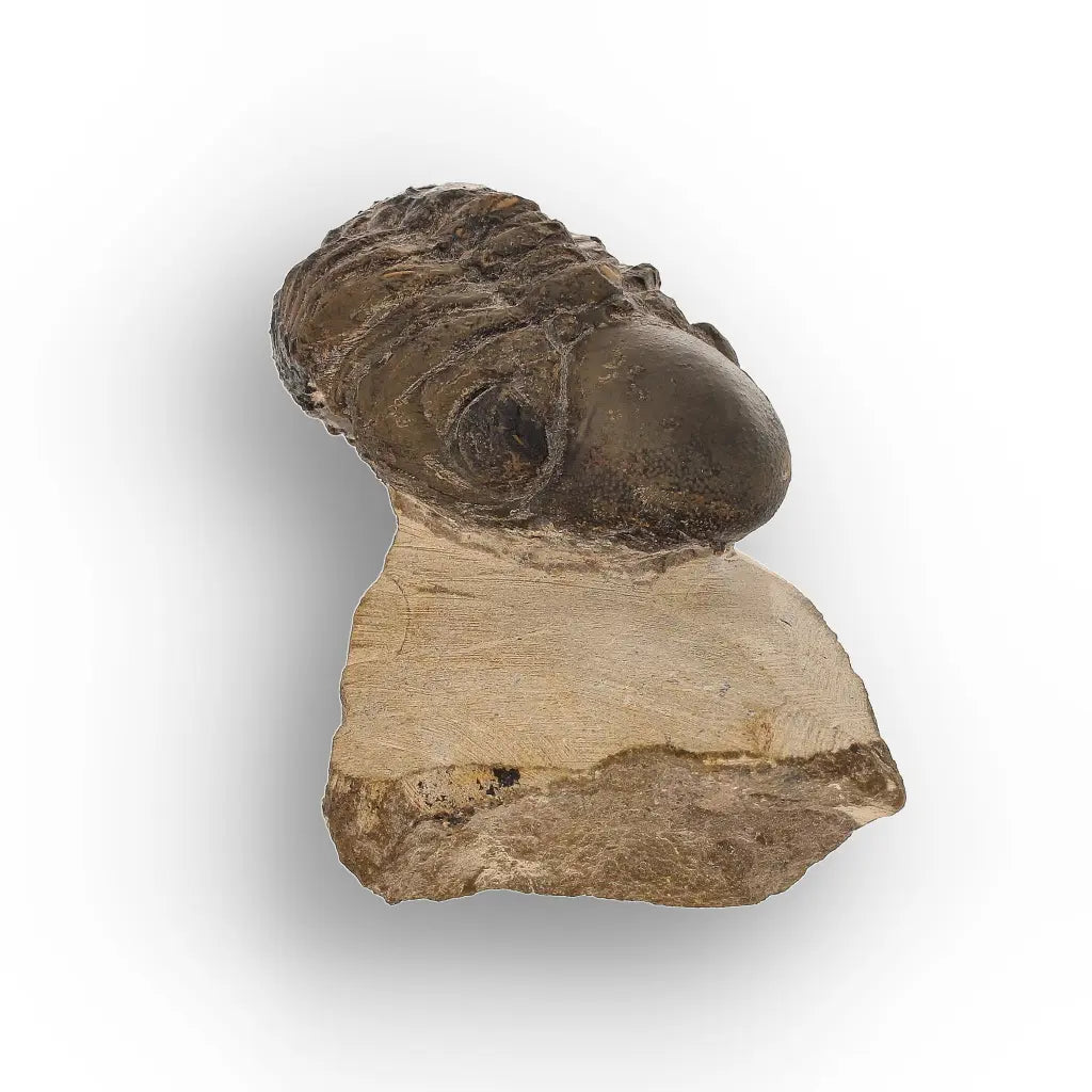 Get your Genuine Morocops Trilobite Fossil – Eastern Anti-Atlas Mountains, Morocco online now or in store at Forever Gems in Franschhoek, South Africa