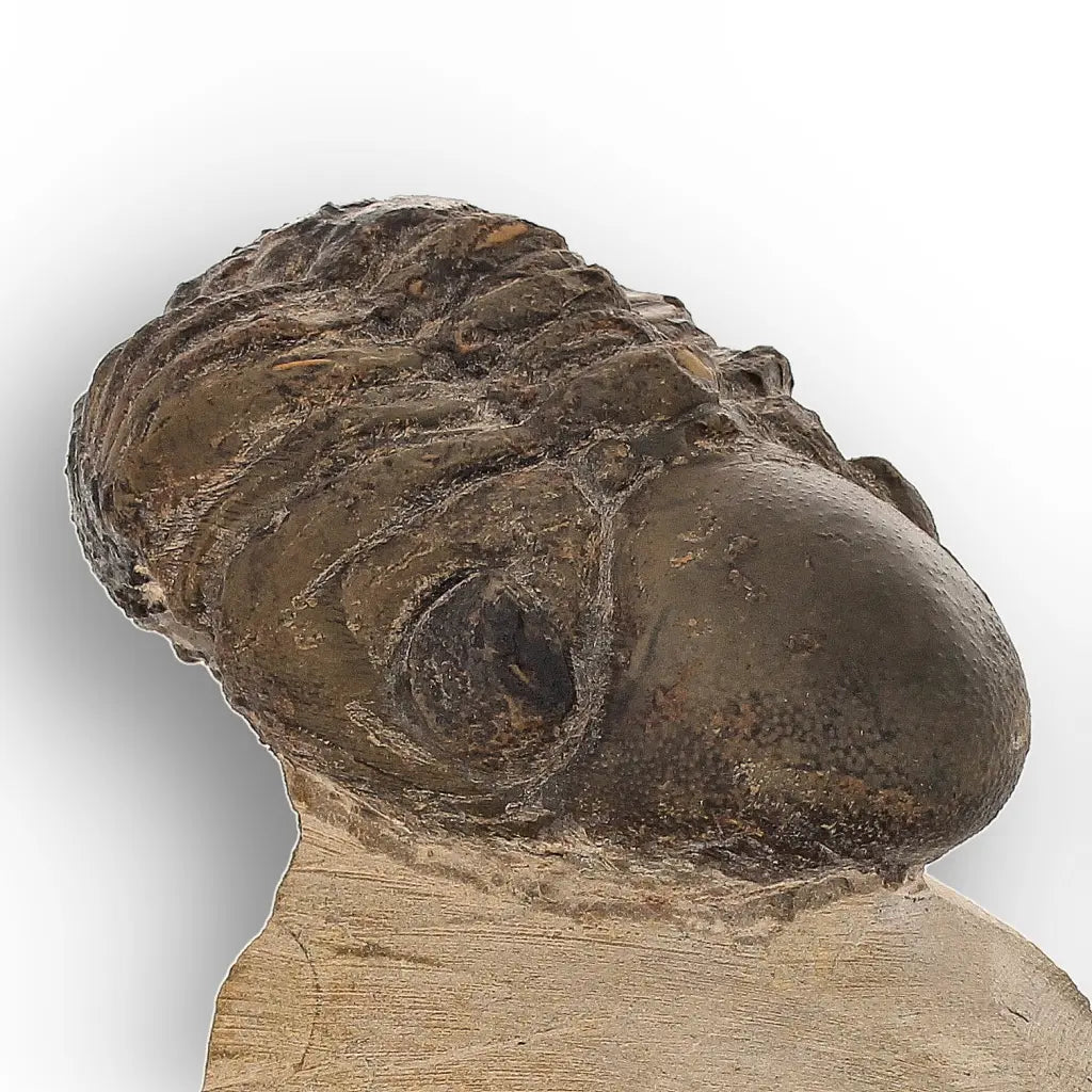 Get your Genuine Morocops Trilobite Fossil – Eastern Anti-Atlas Mountains, Morocco online now or in store at Forever Gems in Franschhoek, South Africa