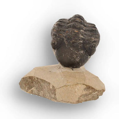 Get your Collector Morocops Trilobite Fossil – Aferdou El Mrakib Formation, Morocco online now or in store at Forever Gems in Franschhoek, South Africa