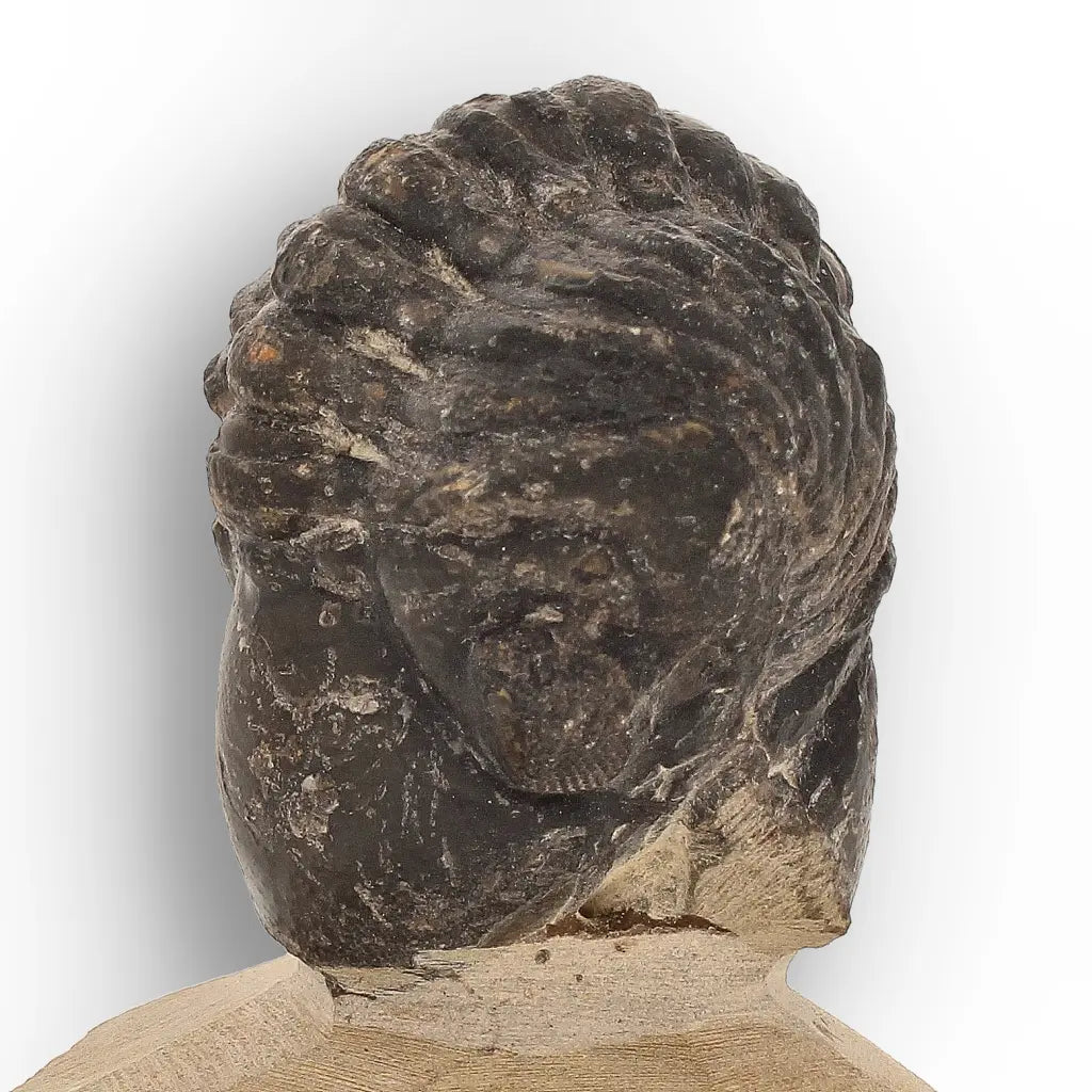 Get your Collector Morocops Trilobite Fossil – Aferdou El Mrakib Formation, Morocco online now or in store at Forever Gems in Franschhoek, South Africa