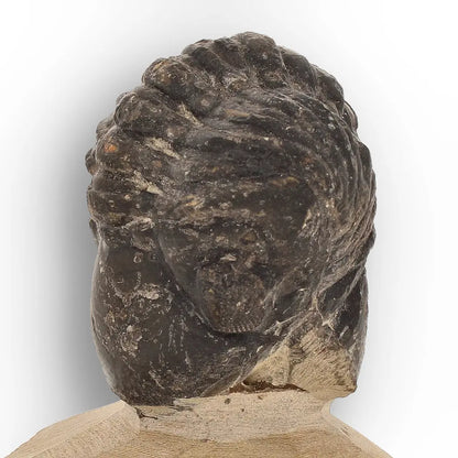 Get your Collector Morocops Trilobite Fossil – Aferdou El Mrakib Formation, Morocco online now or in store at Forever Gems in Franschhoek, South Africa