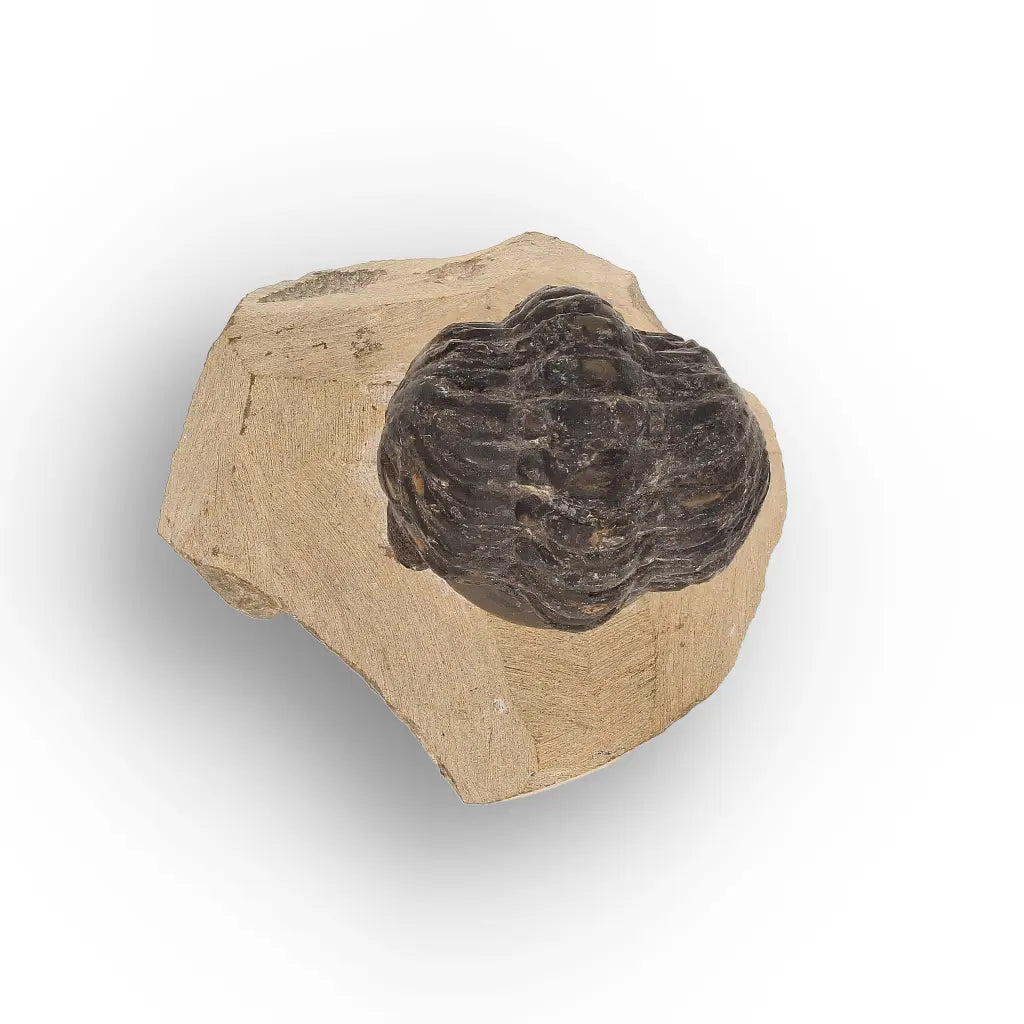 Get your Collector Morocops Trilobite Fossil – Aferdou El Mrakib Formation, Morocco online now or in store at Forever Gems in Franschhoek, South Africa