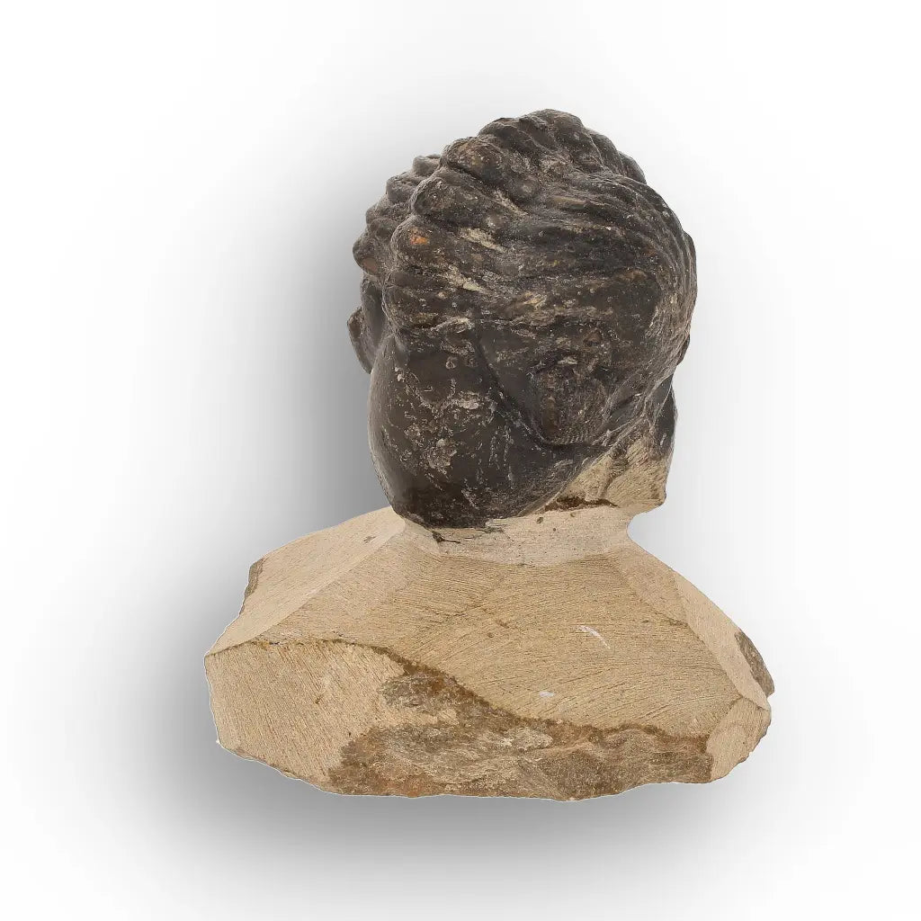 Get your Collector Morocops Trilobite Fossil – Aferdou El Mrakib Formation, Morocco online now or in store at Forever Gems in Franschhoek, South Africa