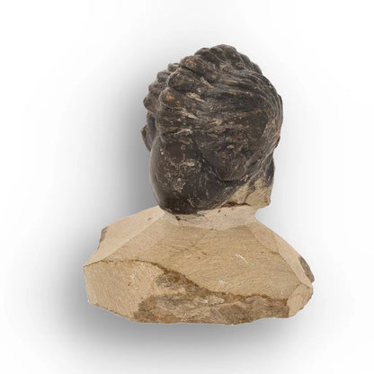 Get your Collector Morocops Trilobite Fossil – Aferdou El Mrakib Formation, Morocco online now or in store at Forever Gems in Franschhoek, South Africa