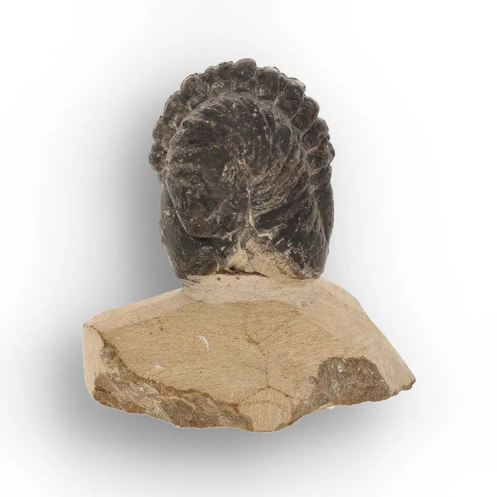 Get your Collector Morocops Trilobite Fossil – Aferdou El Mrakib Formation, Morocco online now or in store at Forever Gems in Franschhoek, South Africa