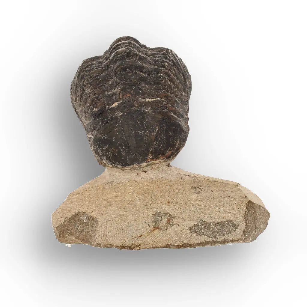 Get your Collector Morocops Trilobite Fossil – Aferdou El Mrakib Formation, Morocco online now or in store at Forever Gems in Franschhoek, South Africa