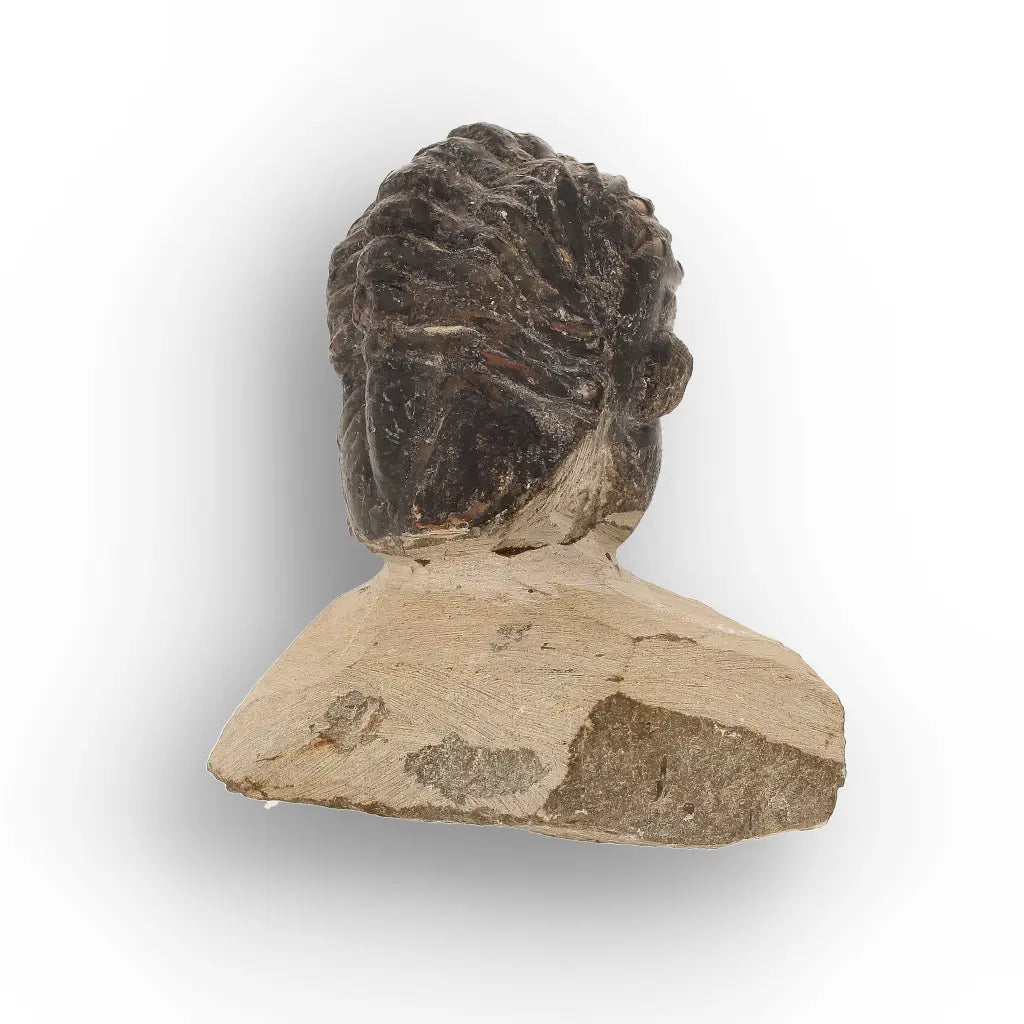Get your Collector Morocops Trilobite Fossil – Aferdou El Mrakib Formation, Morocco online now or in store at Forever Gems in Franschhoek, South Africa