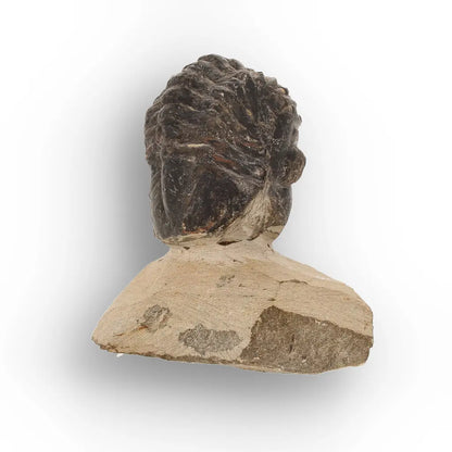 Get your Collector Morocops Trilobite Fossil – Aferdou El Mrakib Formation, Morocco online now or in store at Forever Gems in Franschhoek, South Africa