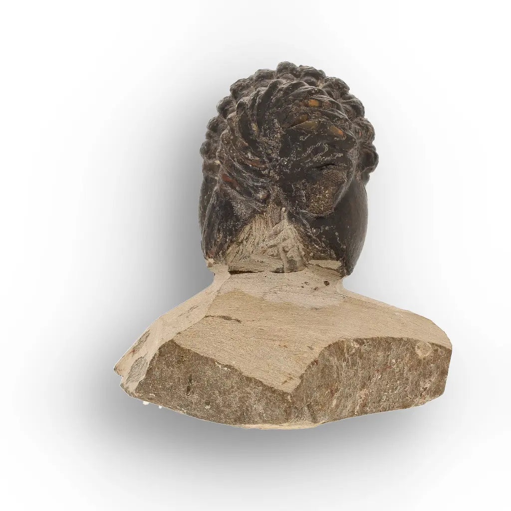 Get your Collector Morocops Trilobite Fossil – Aferdou El Mrakib Formation, Morocco online now or in store at Forever Gems in Franschhoek, South Africa