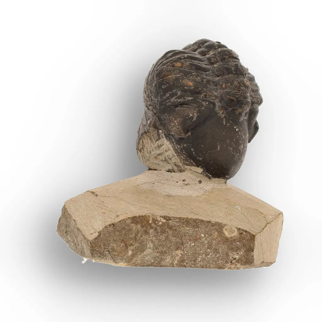 Get your Collector Morocops Trilobite Fossil – Aferdou El Mrakib Formation, Morocco online now or in store at Forever Gems in Franschhoek, South Africa