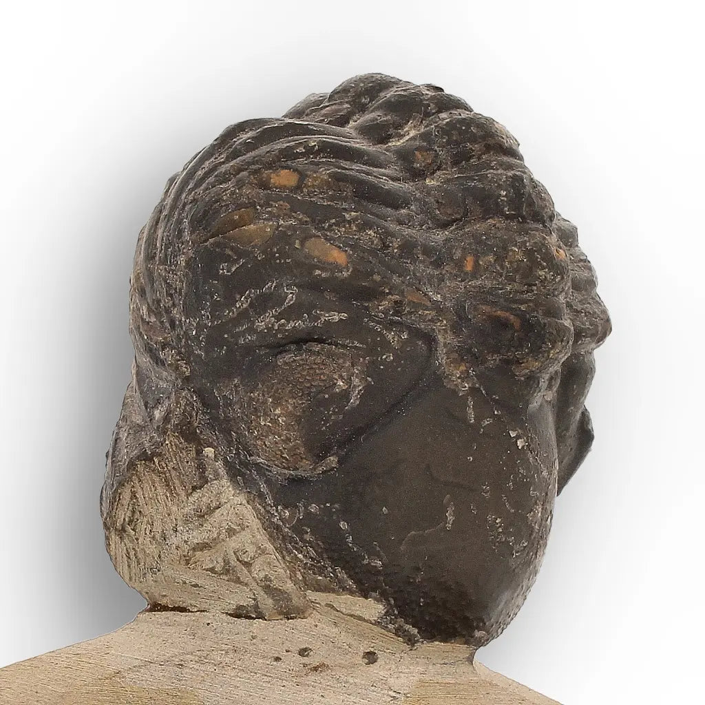 Get your Collector Morocops Trilobite Fossil – Aferdou El Mrakib Formation, Morocco online now or in store at Forever Gems in Franschhoek, South Africa