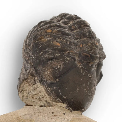 Get your Collector Morocops Trilobite Fossil – Aferdou El Mrakib Formation, Morocco online now or in store at Forever Gems in Franschhoek, South Africa