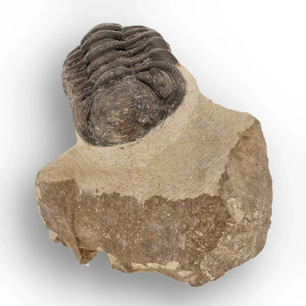 Get your Premium Morocops Trilobite Fossil Specimen – Anti-Atlas, Morocco online now or in store at Forever Gems in Franschhoek, South Africa