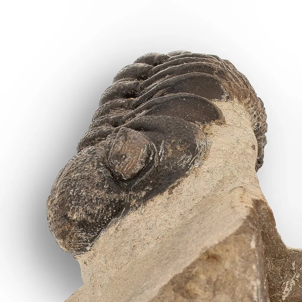 Get your Premium Morocops Trilobite Fossil Specimen – Anti-Atlas, Morocco online now or in store at Forever Gems in Franschhoek, South Africa