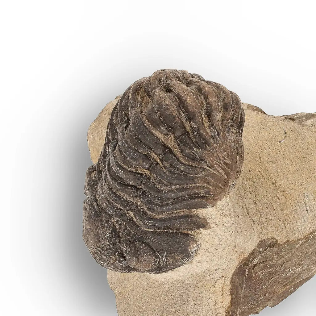 Get your Premium Morocops Trilobite Fossil Specimen – Anti-Atlas, Morocco online now or in store at Forever Gems in Franschhoek, South Africa