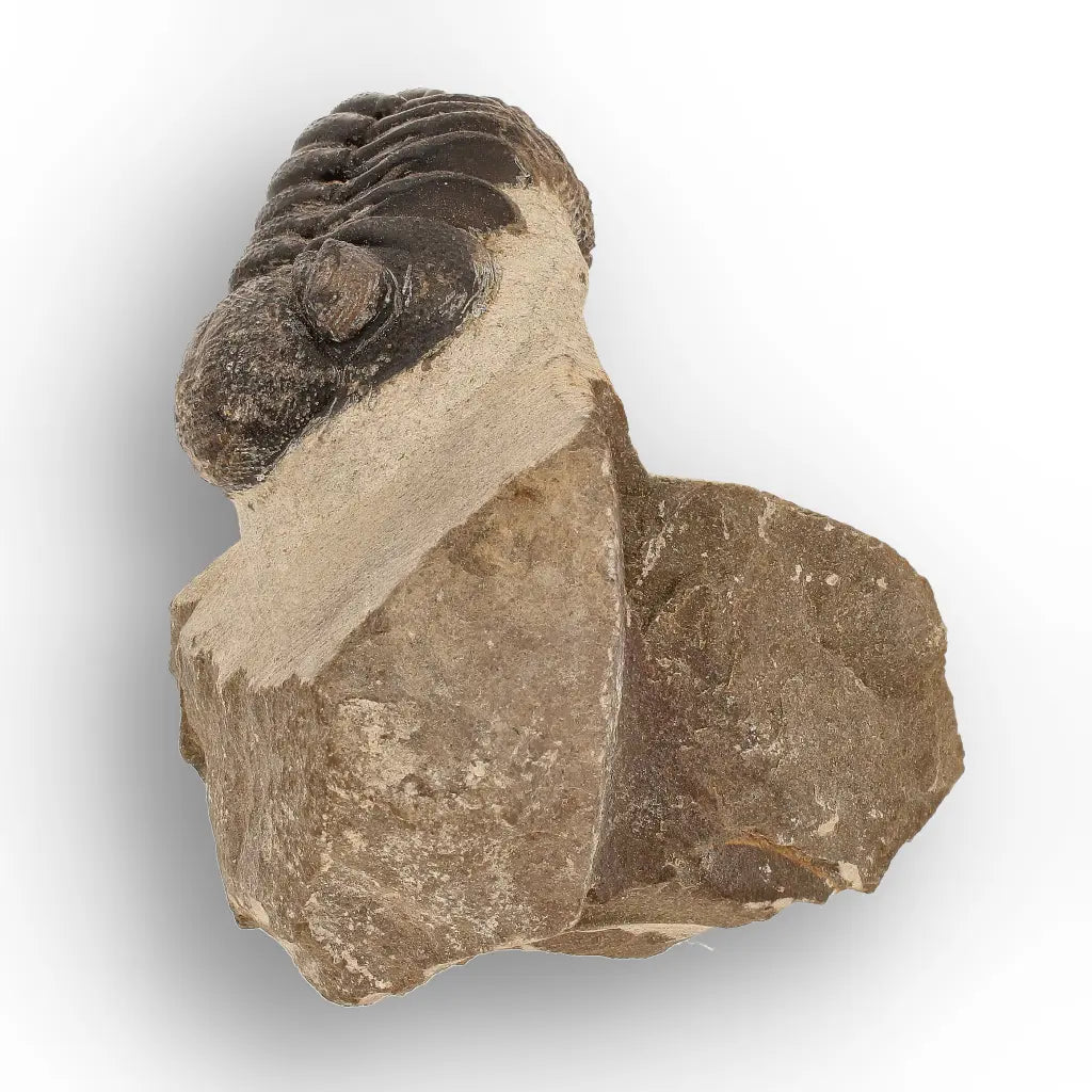 Get your Premium Morocops Trilobite Fossil Specimen – Anti-Atlas, Morocco online now or in store at Forever Gems in Franschhoek, South Africa