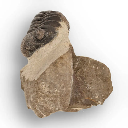 Get your Premium Morocops Trilobite Fossil Specimen – Anti-Atlas, Morocco online now or in store at Forever Gems in Franschhoek, South Africa